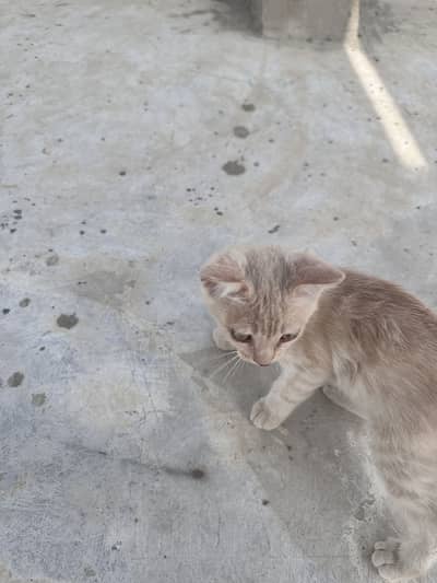 Persian kitten