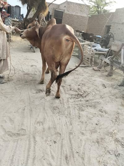 bull sahiwal