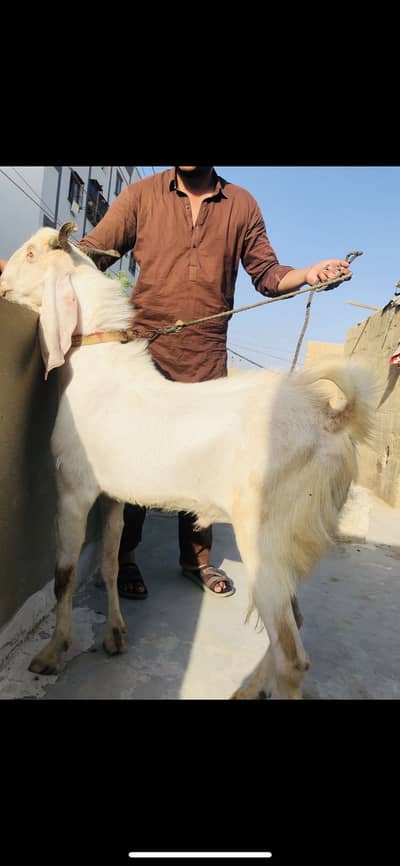 Gulabi bakra 2 daanth heavy weight