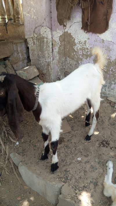 bakra for sale