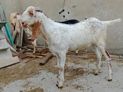 (5 bkry )Makichiny bakry 4 or kala daba Fasilabadi 1 bkra Qarbni 2026