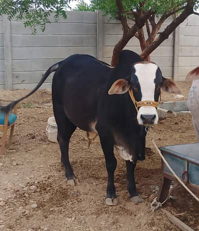 Qurbani Janwar