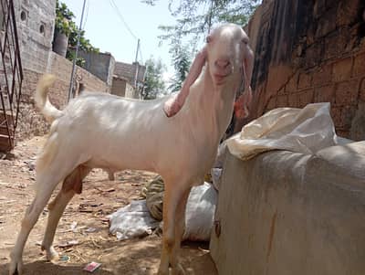 Bakra