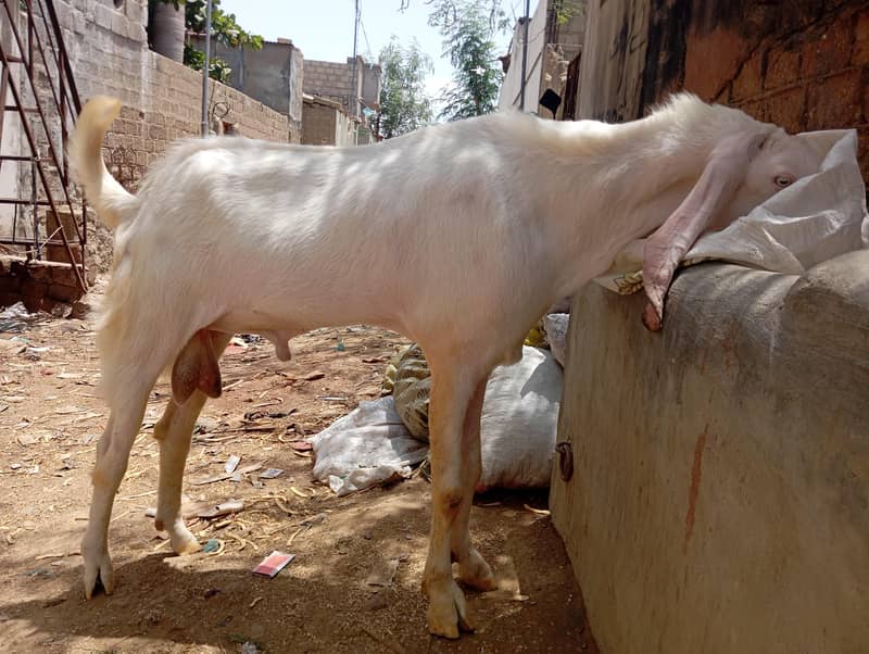 Bakra 1