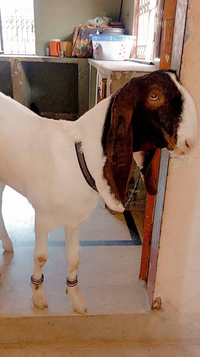 Bakra 2