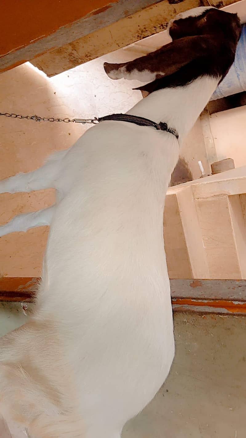 Bakra 3