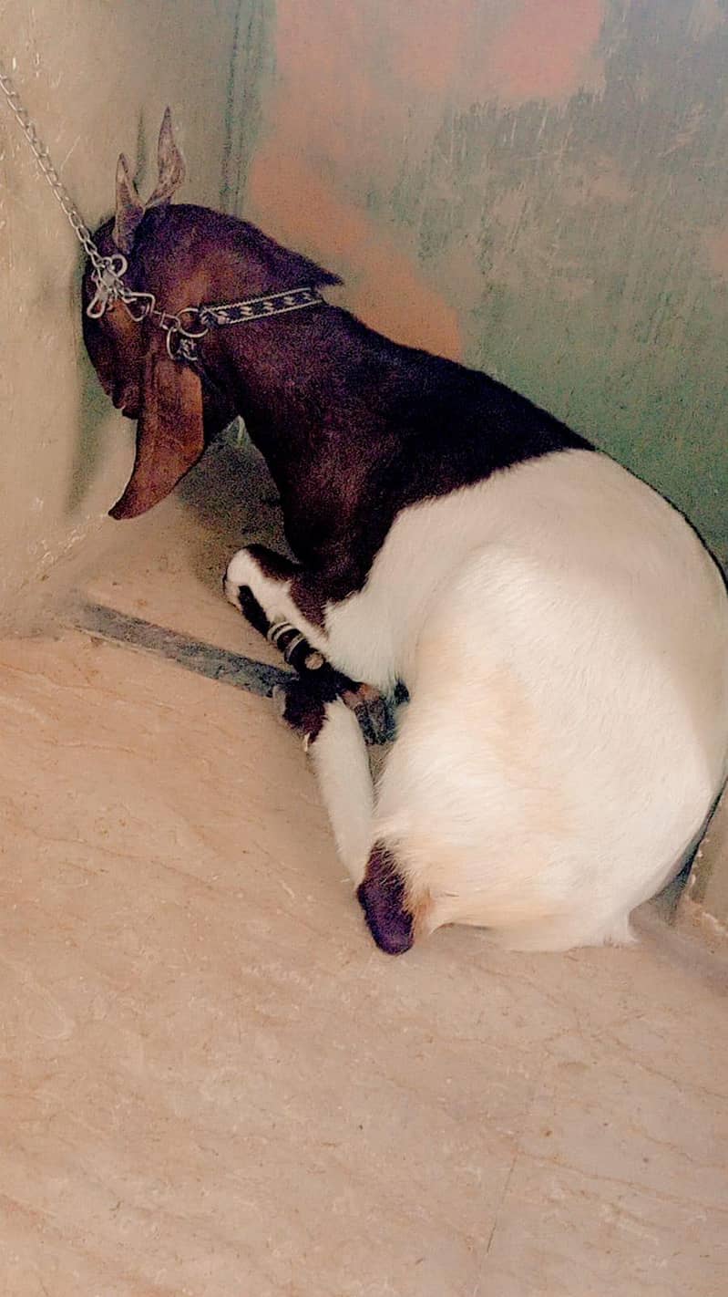 Bakra 4