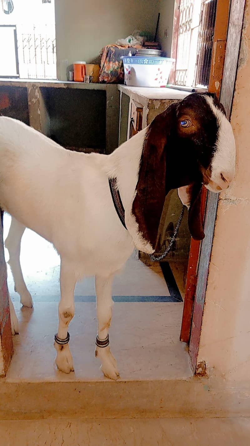 Bakra 8