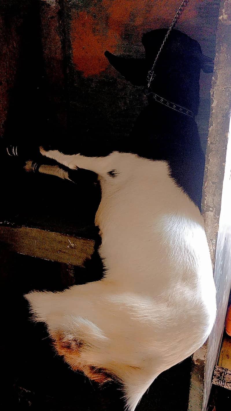 Bakra 9