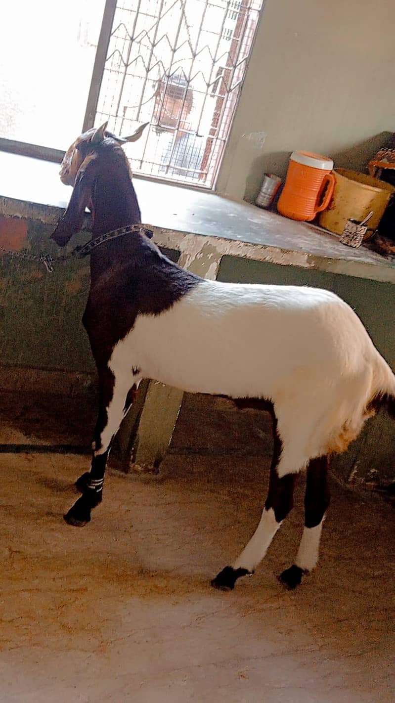Bakra 11
