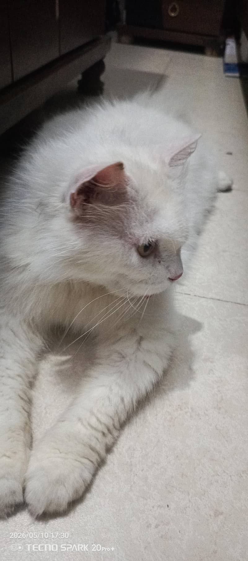 cat persion 0