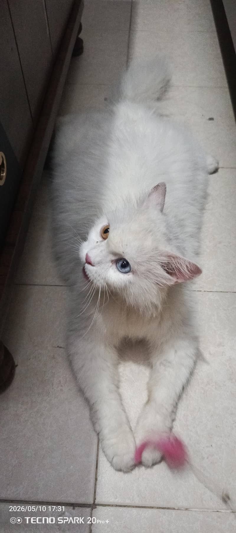 cat persion 1