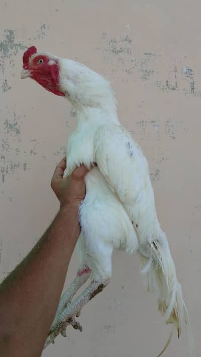 Heera Aseel Murga