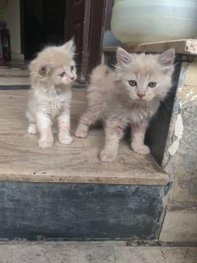 Persian double coated light brown color cat pair available