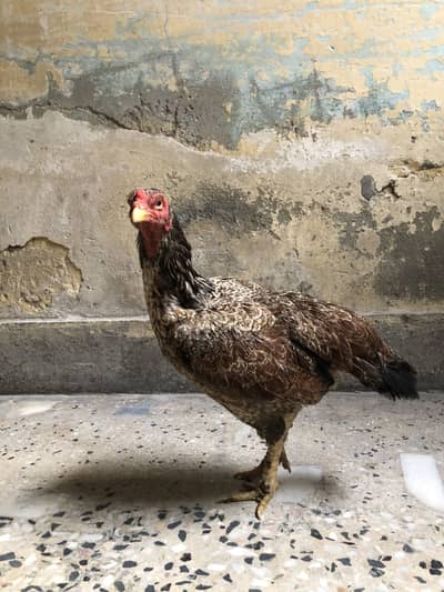 Hens for sale