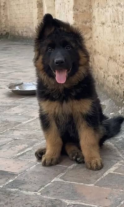 German Shepherd 03267102541