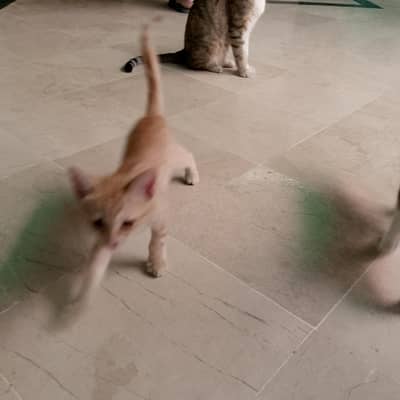 Cats for home
