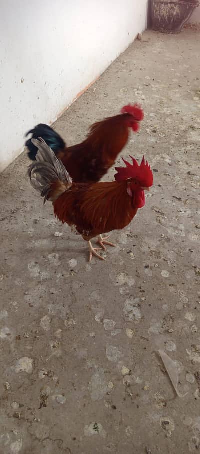 2 healthy murga