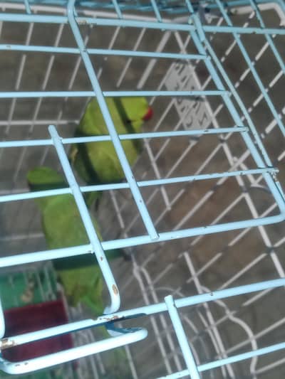 jori hai male and female