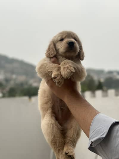 Golden retriever male