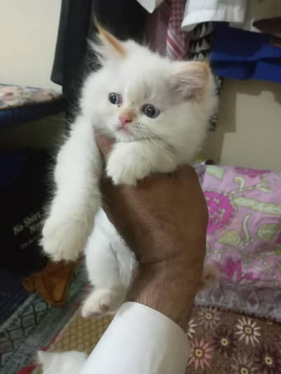 Persian baby 4 kids