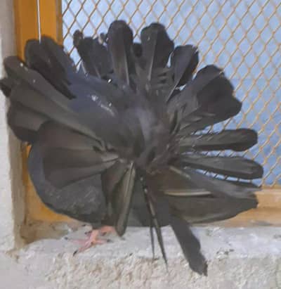 Black lucky kabootar