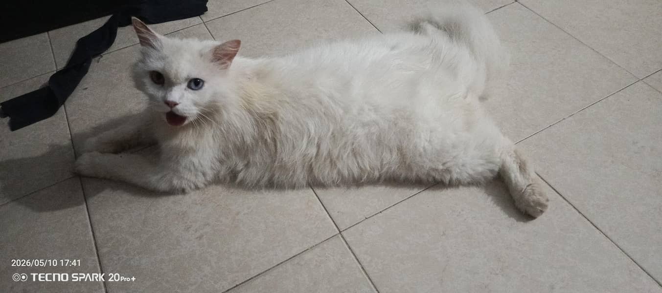 cat persion 2