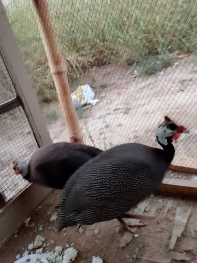 guneafowl for sale