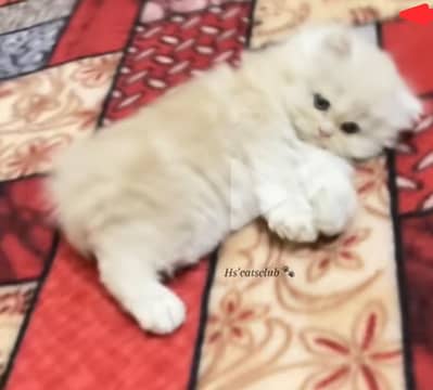 babies cats
