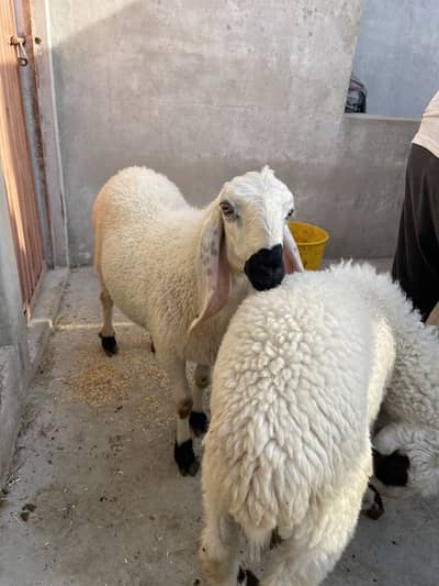 Best for qurbani