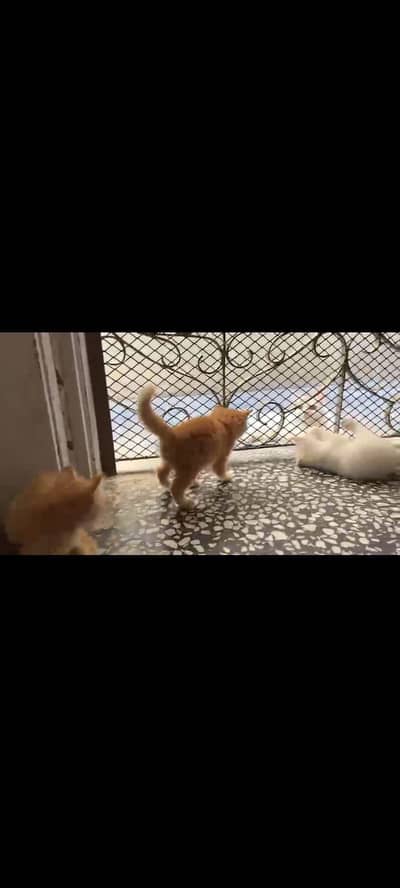 kittens