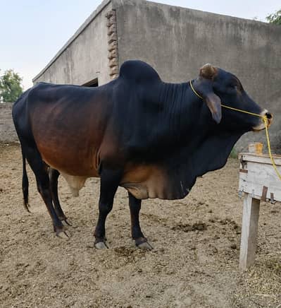 beautiful bull for qurbani