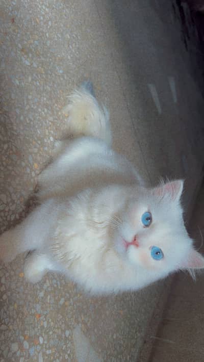 Persian male and female cat =pair