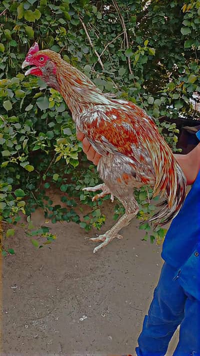 This is very beautiful and gorgeous bird this is Irani Galva breed