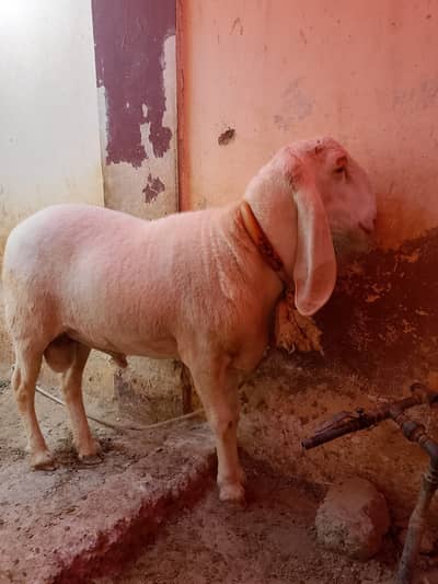 sheep Larkana / turkey / others
