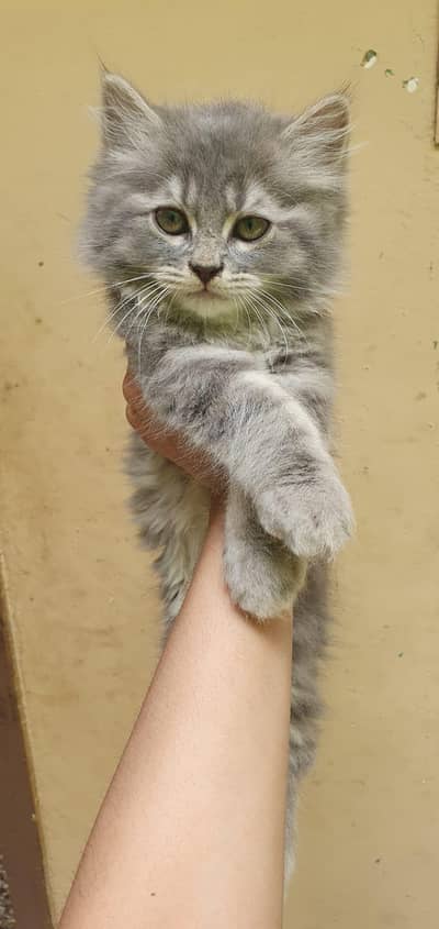 mother cat for adoption kittens available for sale