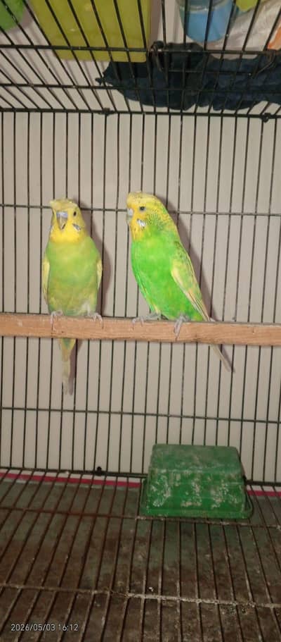 Australian crusted  pair