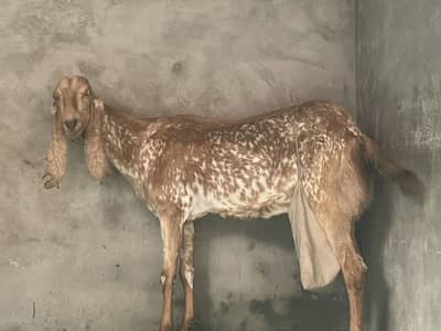 Female Goat