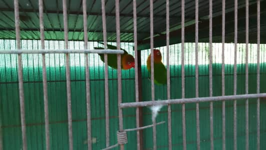 7 Budgies and 2 Fishers male