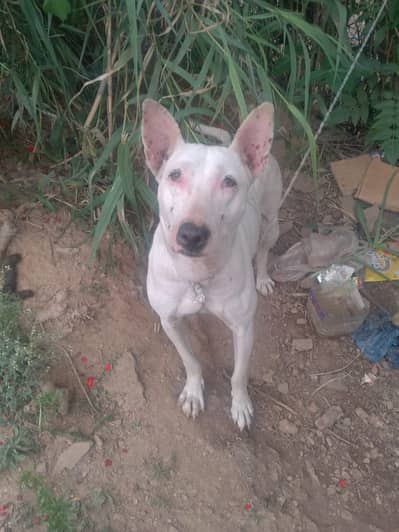 Female Bully dog