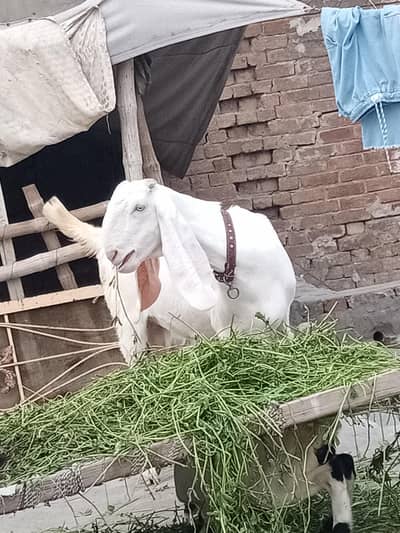 bkri rajan puri qurbani k liy