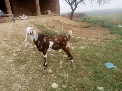 Donda bakra for sale