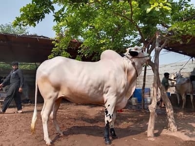 2 Male Bulls Pair - Watchhra for Sale - Age 3 Years