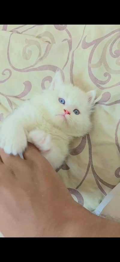 Persian Cat Blue eyes