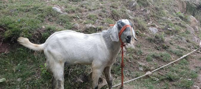 breader and Qurbani bakra for sale