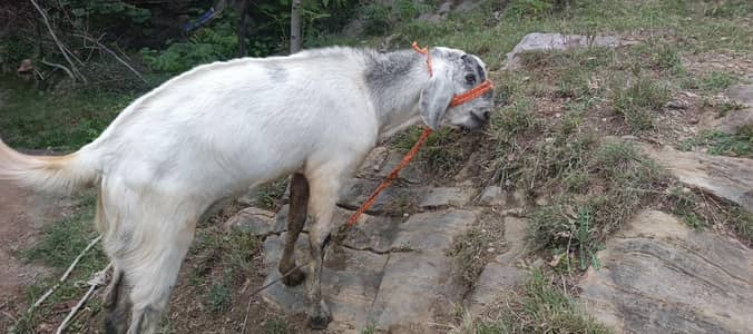 breader and Qurbani bakra for sale