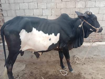 Bull for qurabani