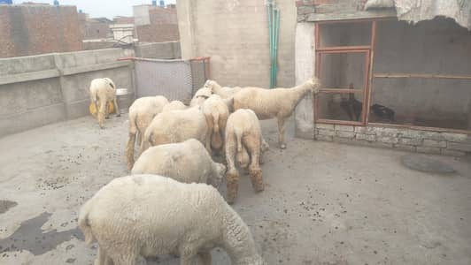 mundra for sale