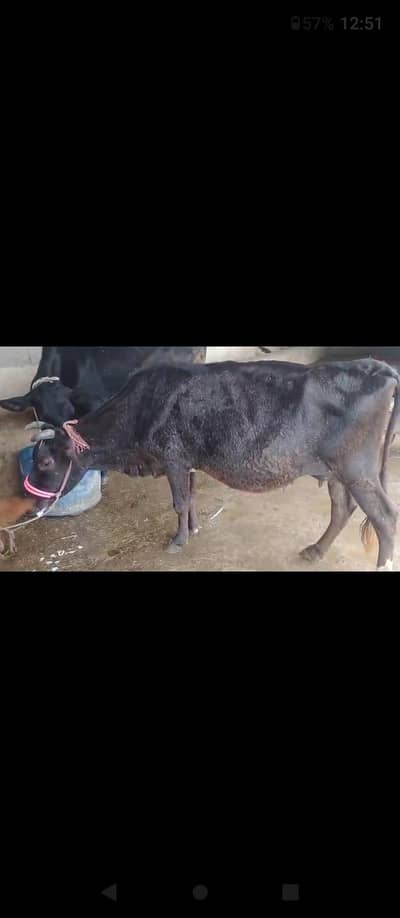 jersey cow gabbaan