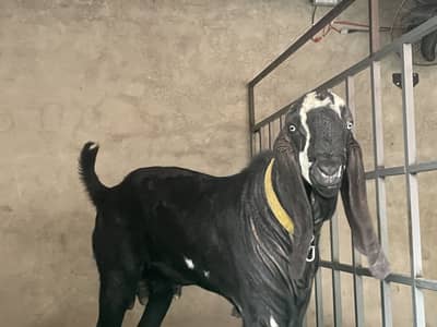 Top Quality Breeder and Female Goat